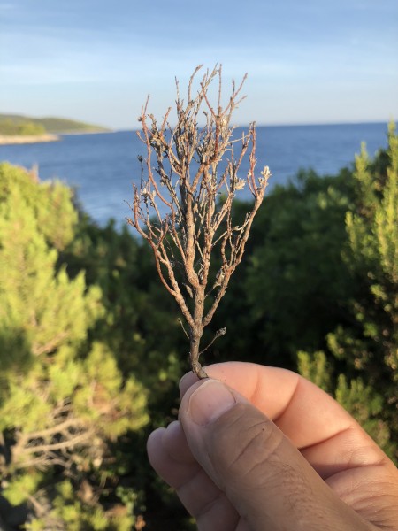 CEB50D50-A0BE-43B5-A59B-53028407FBAC.jpeg (647.61 KiB) Zobrazeno 2903 krát CEB50D50-A0BE-43B5-A59B-53028407FBAC.jpeg