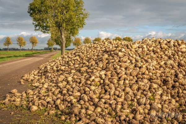 recently-harvested-sugar-beets-waiting-for-transport-700-189476271.jpg