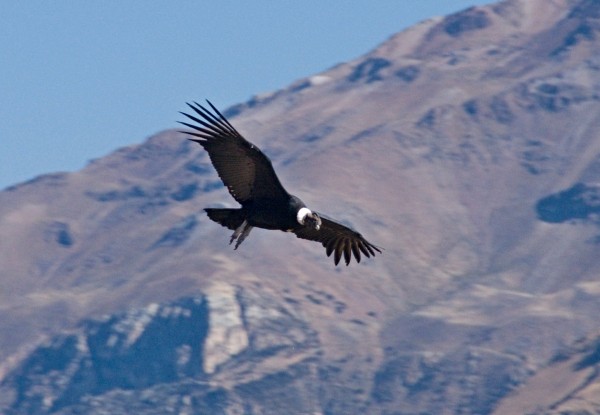 condor.jpg